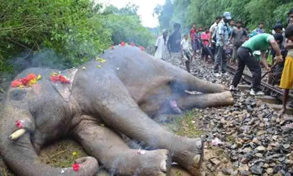 Elephant Death