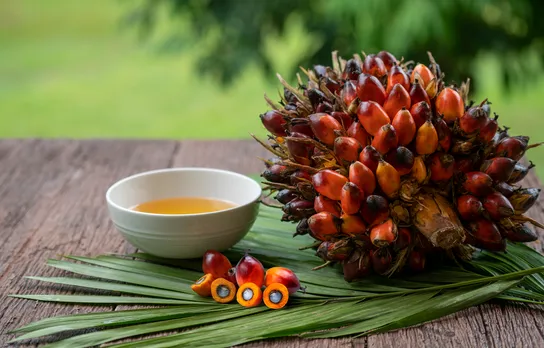 Oil palm.jpg