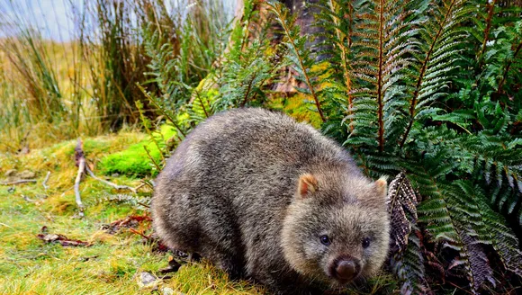 wombat.jpg