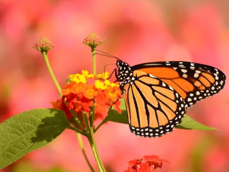 butterfly.jpg