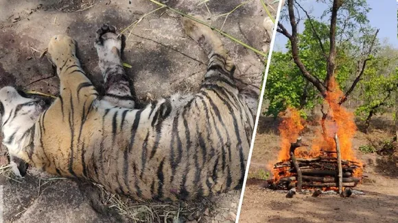 tiger_death_in_bandhavgarh