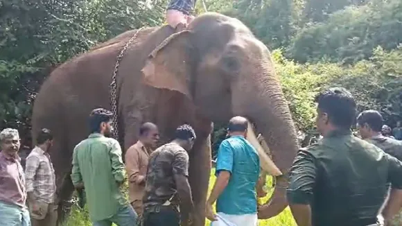 Elephant attack
