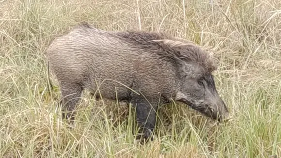 Wild Boar