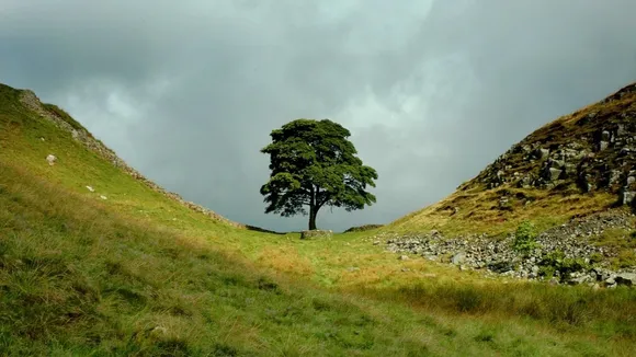 Sycamore Gap tree.jpg