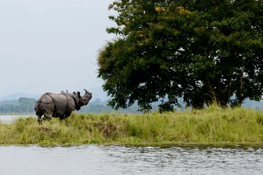 Kaziranga National Park.jpg