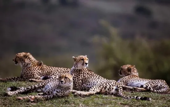 First batch of 12 cheetahs from South Africa likely to reach India in October