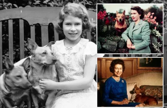 Queen Elizabeth's beloved Corgis will be rehomed