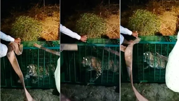 Leopard spotted in DLF 5 rescued from Hodal village in Gurugram