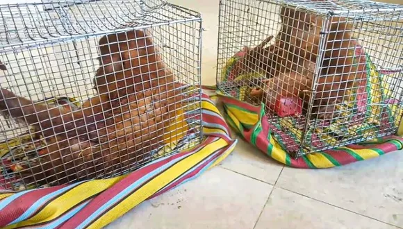 Two orangutans recovered from Assam-Mizoram border check-gate at Lailapur in Cachar district