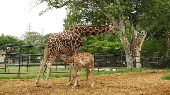 MYSORE_ZOO