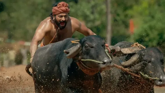 kambala bull appu (1)