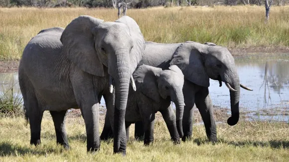 Elephant (4)