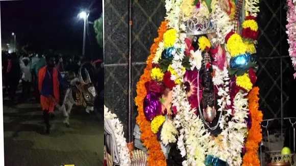 haveri cows03