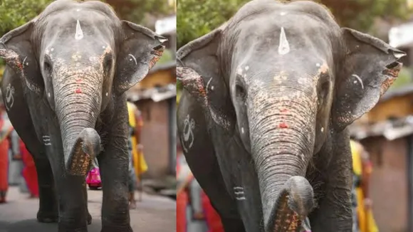 SUBHADR ELEPHAT