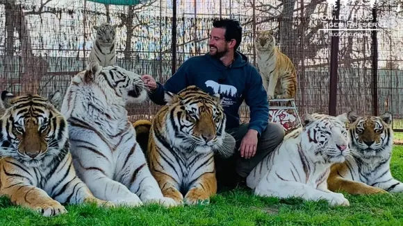 tiger