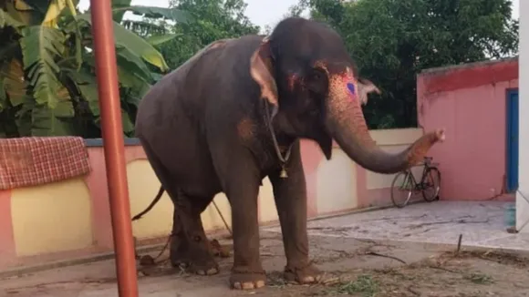 ELEPHANT THEFT CASE IN UP