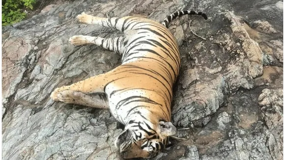 TIGER KILLED IN MM HILLS