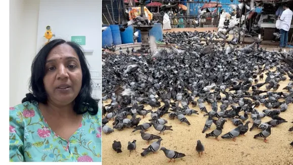 pigeons causes Health proublem