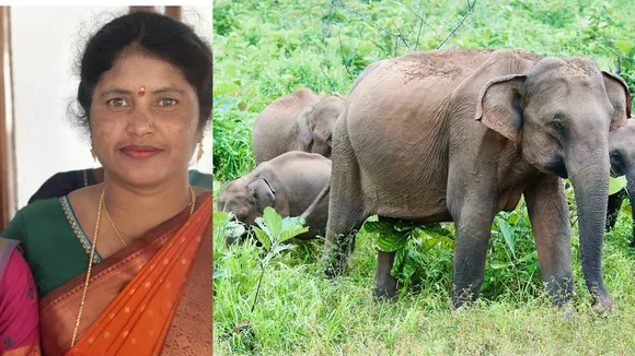 wild elephant attack on women