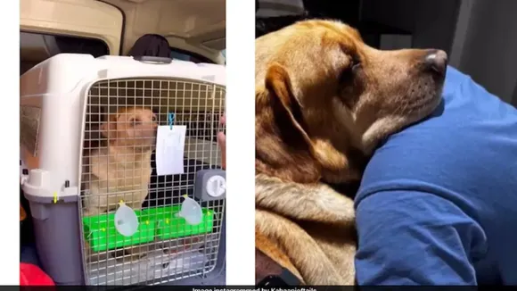 couple spend 15 lakh to shift pet dog to australia