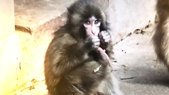 baby monkey (4)