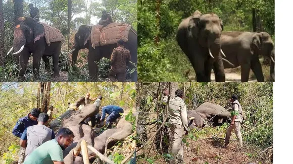 wild elephant attack in chikkamagaluru (1)