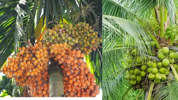 COCONUT AND ARECANUT PEST CONTROL FUNDS IN BUDGET