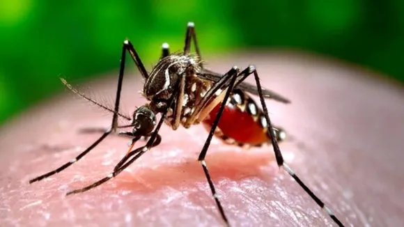 ಮಳೆಗಾಲದಲ್ಲಿ ಜನರನ್ನು ಬೆಂಬಿಡದೆ ಕಾಡ್ತಿದೆ ಡೇಂಜರಸ್​ ರೋಗ; ಬೆಂಗಳೂರಿಗರು ಓದಲೇಬೇಕಾದ ಸ್ಟೋರಿ!