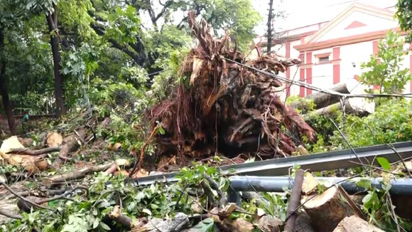 Bengaluru: ಒಂದಲ್ಲಾ.. ಎರಡಲ್ಲಾ.. ಮಹಾ ಮಳೆಗೆ ನೆಲಕಚ್ಚಿದ 206 ಮರಗಳು! ಬಿಬಿಎಂಪಿಗೆ ದೊಡ್ಡ ಸವಾಲು