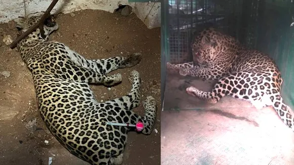 ಸೆರೆಯಾದ ಚಿರತೆ ಜೊತೆಗೆ ಸೆಲ್ಫಿ ತೆಗೆಯೋ ಹುಚ್ಚಾಟ! ದಾಳಿಗೆ ಒಳಗಾಗಿ ಆಸ್ಪತ್ರೆ ಸೇರಿದ