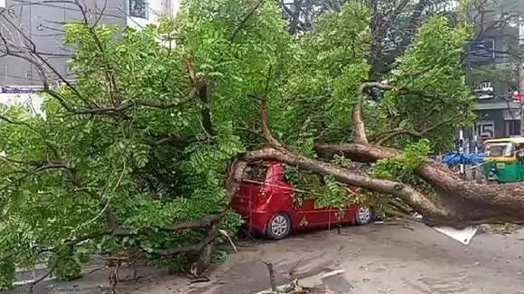 Bengaluru: ಚಲಿಸುತ್ತಿದ್ದ ಕಾರು ಮತ್ತು ಆಟೋ ಮೇಲೆ ಬಿದ್ದ ಮರ.. ಘಟನೆ ನಡೆದಿದ್ದೆಲ್ಲಿ? ಏನಾಯ್ತು?