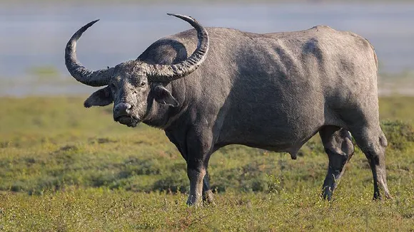 ಎಮ್ಮೆ ನಿನಗೆ ಸಾಟಿಯಿಲ್ಲ.. ತಲೆ ಕೆಡಿಸಿದ್ದ ಪ್ರಕರಣದ ನಿರ್ಧಾರವನ್ನು ಕೊನೆಗೆ ಎಮ್ಮೆಗೆ ಬಿಟ್ಟ ಪೊಲೀಸರು!