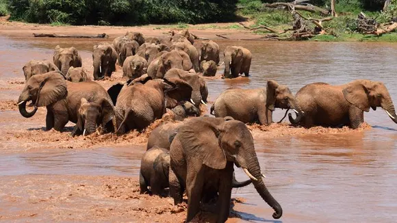 ಆನೆಗಳು ತಮ್ಮೊಳಗೆ ಹೆಸರು ಇಟ್ಟುಕೊಂಡಿರುತ್ತವೆ! ಮನುಷ್ಯರಂತೆ ಸಂವಹನ ಭಾಷೆಯನ್ನು ಹೊಂದಿವೆಯಂತೆ