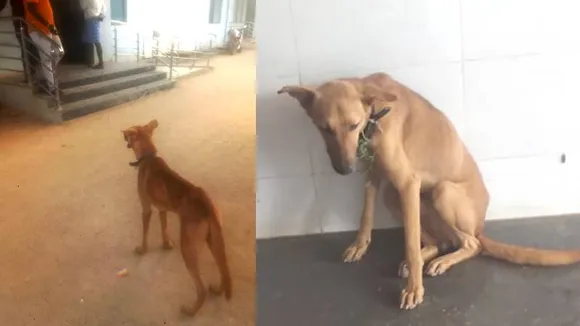 ಶಿವಮೊಗ್ಗದಲ್ಲೊಂದು ಮೂಕ ಪ್ರಾಣಿಯ ಮರುಕ.. ಮಾಲೀಕ ಸಾವನ್ನಪ್ಪಿದ್ರೂ ಆಸ್ಪತ್ರೆ ​ಬಳಿ ಬಂದು ಕಾಯುತ್ತಿದೆ ಶ್ವಾನ