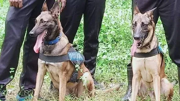 ಶವಗಳ ವಾಸನೆ ಪತ್ತೆ ಹಚ್ಚುತ್ತಿವೆ ಮಾಯಾ ಮತ್ತು ಮರ್ಫಿ.. ರಕ್ಷಣಾ ಕಾರ್ಯದಲ್ಲಿ ಶ್ವಾನಗಳ ಅದ್ಭುತ ಕಾರ್ಯ!