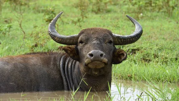 ಒಂದಲ್ಲ.. ಎರಡಲ್ಲ.. ಬರೋಬ್ಬರಿ 7 ಲಕ್ಷಕ್ಕೂ ಅಧಿಕ ಬೆಲೆಗೆ  ಮಾರಾಟವಾದ ಎಮ್ಮೆ! ಇದರ ವಿಶೇಷತೆ ಏನು ಗೊತ್ತಾ?