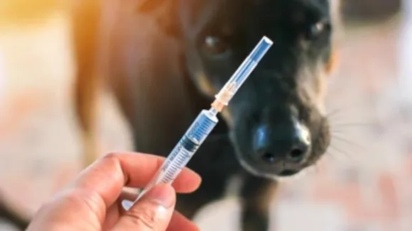 ರೇಬೀಸ್​ ಬಗ್ಗೆ ಸಾರ್ವಜನಿಕರಲ್ಲಿರುವ ಐದು ತಪ್ಪು ಕಲ್ಪನೆಗಳೇನು? ಸತ್ಯಗಳೇನು..?