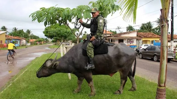 ಒಂದೇ ಒಂದು ಮಿಸ್ ಕಾಲ್​ ಸಾಕು.. ಇಲ್ಲಿ ಎಮ್ಮೆಗಳ ಮೇಲೆ ಯಮರಾಜನಲ್ಲ, ಪೊಲೀಸ್​​ ಬರ್ತಾರೆ!