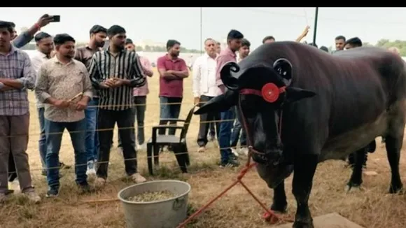 ಎರಡು ರೋಲ್ಸ್ ರಾಯ್ಸ್, 10 ಮರ್ಸಿಡಿಸ್ ಕಾರ್​ಗಳಿಗೆ ಸಮ ಈ ಕೋಣದ ಬೆಲೆ! ಇದರ ರೇಟ್ ಎಷ್ಟು ಕೋಟಿ ಗೊತ್ತಾ?