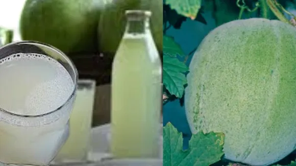 ಬೂದುಗುಂಬಳಕಾಯಿ ಬರೀ ಸಾಂಬಾರ್​ಗೆ ಮಾತ್ರವಲ್ಲ : ಜ್ಯೂಸ್ ಮಾಡಿ ಕುಡಿದರೆ ಇದೆ ಹಲವು ಲಾಭ..!