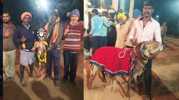 ಬಾಗಲಕೋಟೆಯಲ್ಲಿ ದಾಖಲೆ ಬೆಲೆಗೆ ಟಗರು ಮಾರಾಟ; ಎಷ್ಟು ಲಕ್ಷ ಅಂತ ಗೊತ್ತಾದ್ರೆ ಶಾಕ್ ಆಗ್ತೀರಿ..!