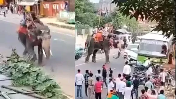 Elephant: ದಸರಾ ಹಬ್ಬದಂದು ಆನೆಯ ರಂಪಾಟ.. ಮದವೇರಿಸಿಕೊಂಡು ರಕ್ಕಸ ರೂಪ ತಾಳಿದ ಗಜರಾಜ