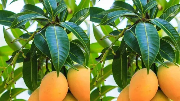 ಮಾವಿನ ಎಲೆಯಲ್ಲಿವೆ ಹಲವು ಔಷಧಿ ಗುಣಗಳು! ಇದರ ಸೇವನೆಯಿಂದ ಏನೆಲ್ಲಾ ತಡೆಯಬಹುದು ಗೊತ್ತಾ?