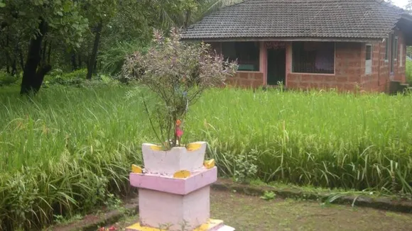 ಚರ್ಮದ ಸಮಸ್ಯೆಯಿದ್ದಲ್ಲಿ ಕ್ರೀಮ್​ಗಿಂತ ತುಳಸಿ ಬಳಸಿ ; ತುಳಸಿಯಲ್ಲಿವೆ ಸಾವಿರಾರು ಔಷಧಿ ಗುಣ