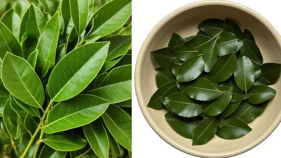 ಹಸಿ ಕರಿಬೇವನ್ನು ತಿನ್ನುವುದು ಎಷ್ಟು ಉಪಯೋಗಕಾರಿ? ಇದು ನಿಮ್ಮ ಕೂದಲು ಬೆಳವಣಿಗೆಗೆ ಸಹಾಯಕವಾಗುತ್ತಾ?