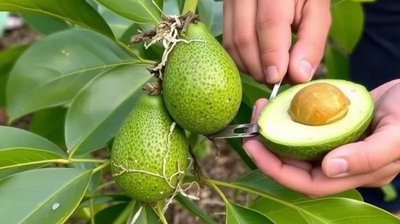 ಕಣ್ಣು, ಹೃದಯ, ಚರ್ಮದ ಆರೋಗ್ಯ; ದಿನಕ್ಕೊಂದು ಬಟರ್ ಫ್ರೂಟ್‌ ಸೇವಿಸುವುದರಿಂದ ಆಗಲಿರುವ ಲಾಭಗಳೇನು ಗೊತ್ತಾ?