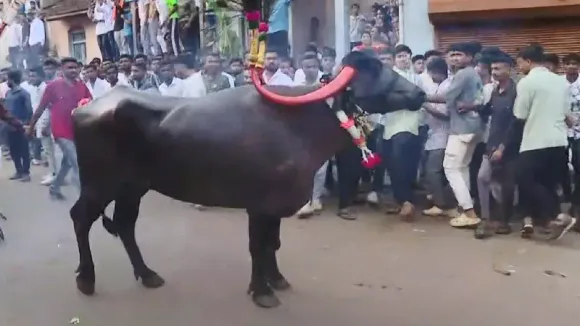 ಎಮ್ಮೆ ನಮ್ಮ ಹೆಮ್ಮೆ.. ಗಡಿನಾಡ ದೀಪಾವಳಿಯಲ್ಲೊಂದು ವಿಶಿಷ್ಟ ಆಚರಣೆ!