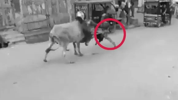 Video; 15 ಜನರಿಗೆ ತಿವಿದು ಗಾಯಗೊಳಿಸಿದ ಭಯಂಕರ ಗೂಳಿ! ಸೆರೆಹಿಡಿಯಲು ಬೇಕಾಯ್ತು ಬರೋಬ್ಬರಿ 3 ಗಂಟೆ!