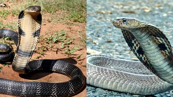 ಕಾಳಿಂಗ ಸರ್ಪ, ನಾಗರಹಾವು ಇದರಲ್ಲಿ ಯಾವುದು ಹೆಚ್ಚು ವಿಷಕಾರಿ? ಎರಡಕ್ಕೂ ಇರುವ ವ್ಯತ್ಯಾಸವೇನು?