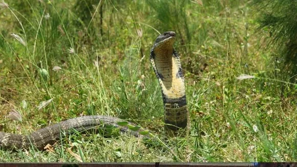 88 ವರ್ಷಗಳ ಹಿಂದಿನ ನಂಬಿಕೆ ಸುಳ್ಳಾಯ್ತು.. ಕಾಳಿಂಗ ಸರ್ಪದ ಮಹಾ ರಹಸ್ಯ ಬಯಲು; ಏನದು ಗೊತ್ತಾ?